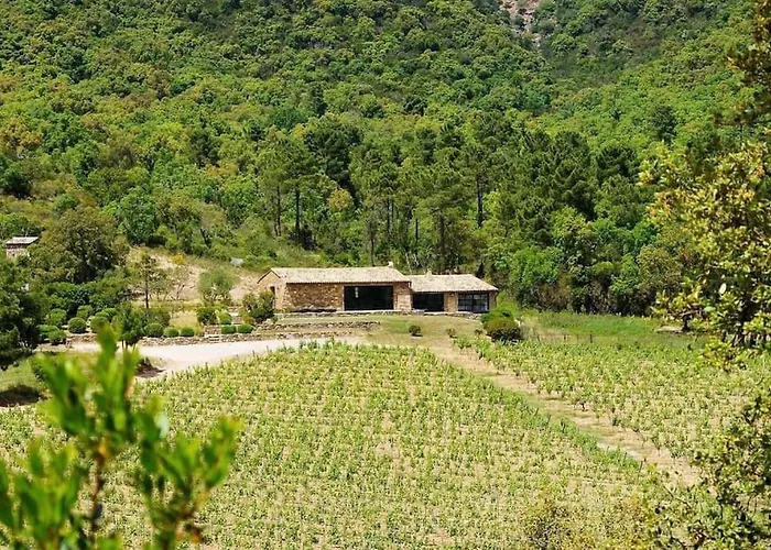 Bergerie Dans Les Vignes